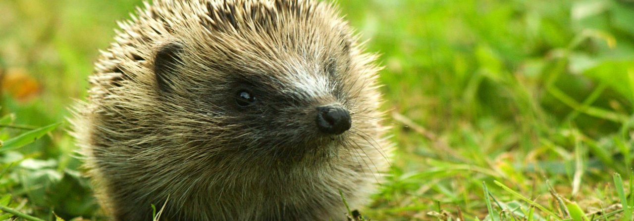 Igel fühlen sich in Gärten wohler als auf Äckern. Im Wald sind sie überhaupt nicht gut aufgehoben, weil es dort kein passendes Futter für sie gibt.