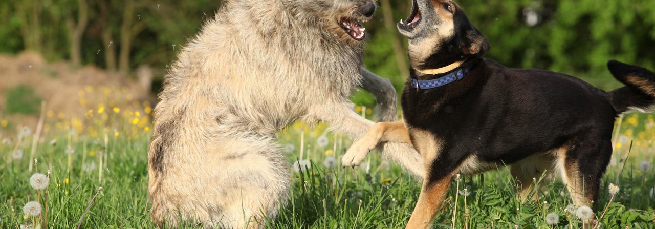 Werden Hunde kastriert, kann das ihr Wesen verändern. Ob sie dadurch aggressiver werden, ist allerdings umstritten.