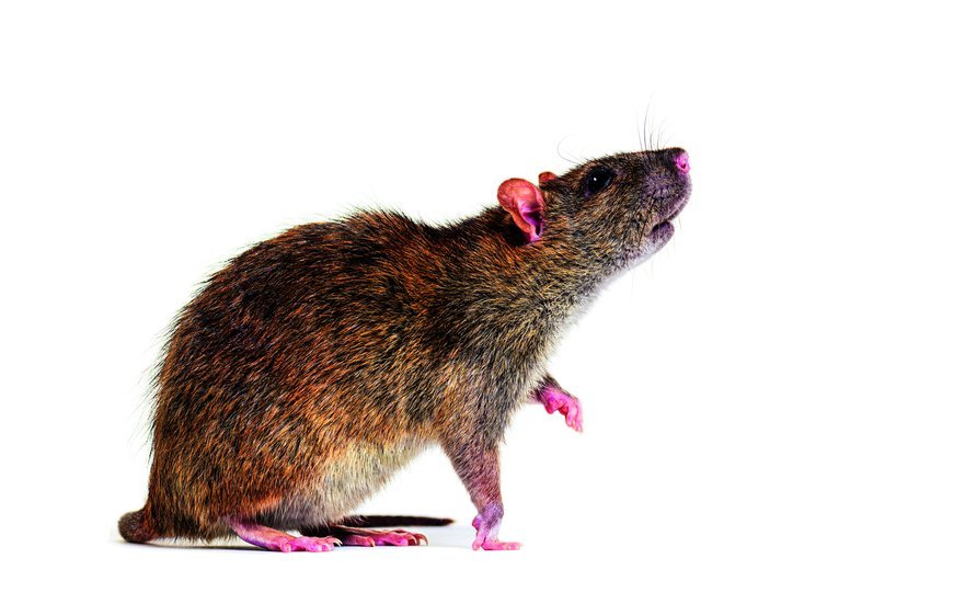 Die Wanderratte ist dem Menschen von Asien nach Europa gefolgt und lebt oft in der Nähe des Wassers. 