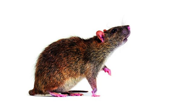 Die Wanderratte ist dem Menschen von Asien nach Europa gefolgt und lebt oft in der Nähe des Wassers. 