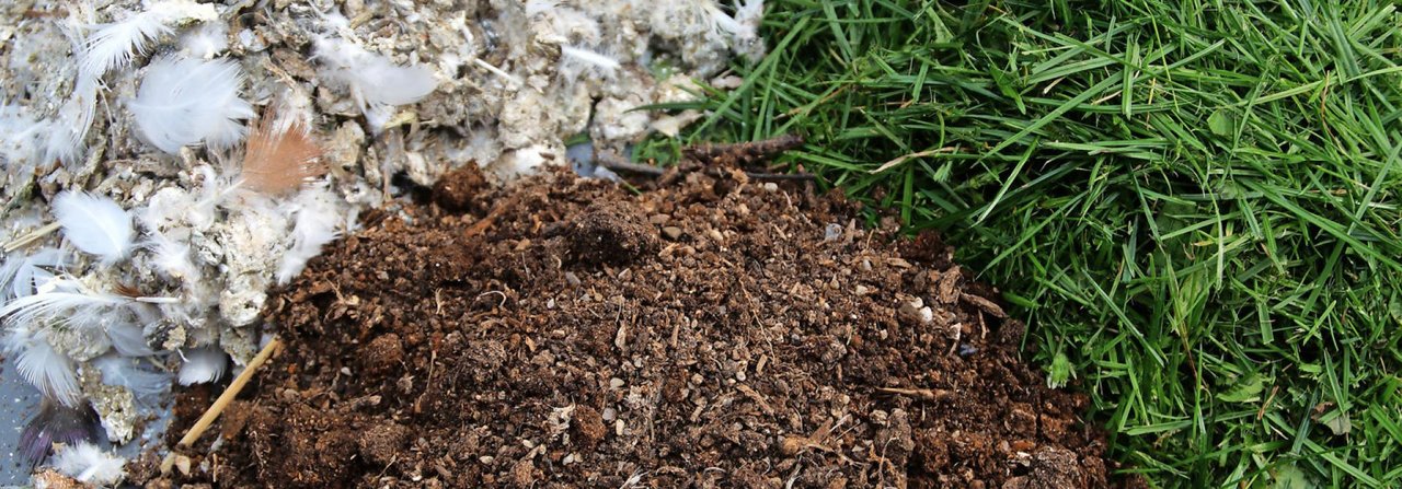 Aus Taubenmist samt Federn und Grasschnitt lässt sich hervorragender Kompost herstellen.