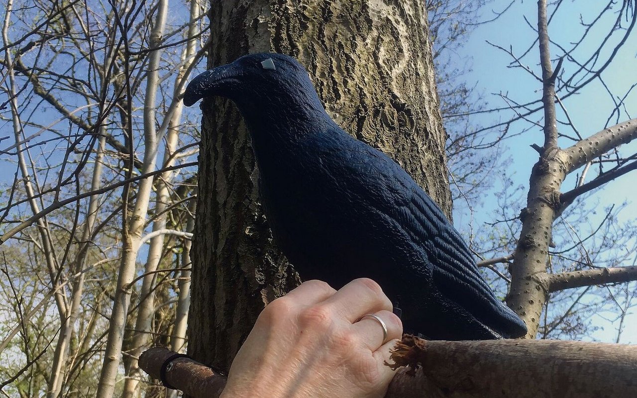 Fällt erst beim zweiten Blick auf: ein Cache getarnt als Krähe.