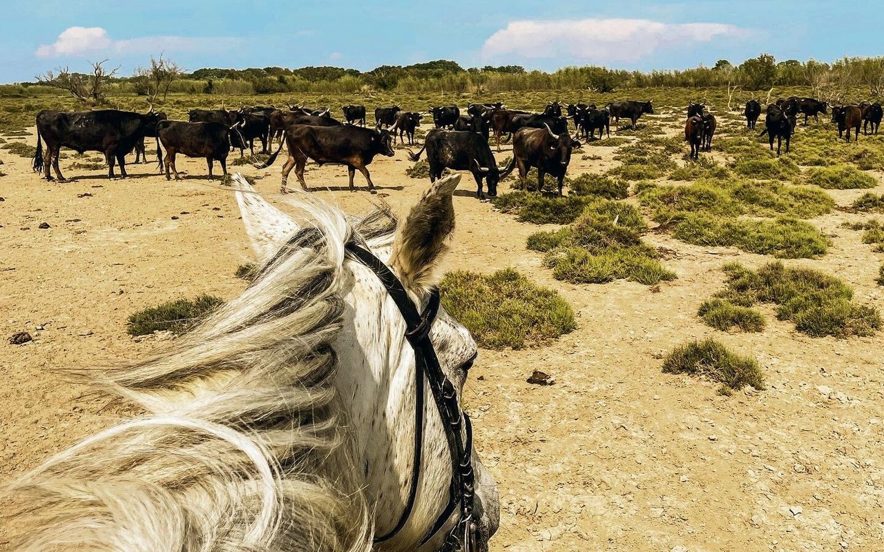Die Aussicht auf die Stierherde macht ein Camargue-Pferd nicht nervös.