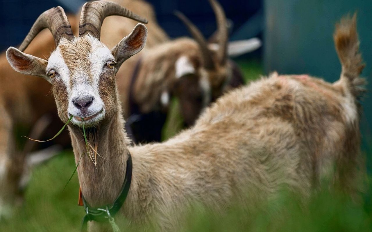 Ziegen sind beliebt: Sie sind einfach zu halten und liefern Milch und Fleisch.