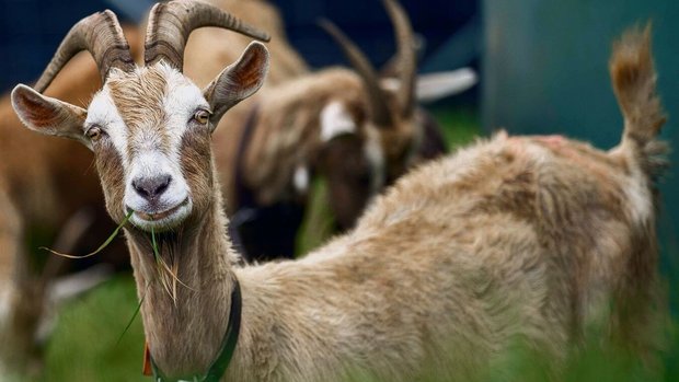 Ziegen sind beliebt: Sie sind einfach zu halten und liefern Milch und Fleisch.