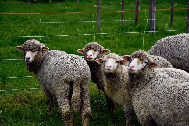Die Merinos verbringen wie alle anderen Schafrassen von Spycher Handwerk den ganzen Sommer auf der Weide.