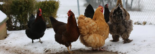 Hühner im Schnee