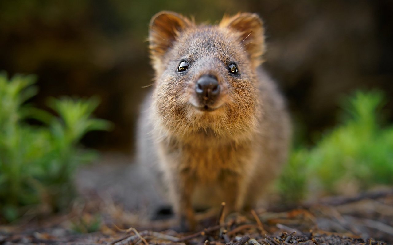 Quokkas gehören zur Familie der Kängurus. Durch ihre Kiferstellung sehen sie so aus, als würden sie durchgehend Grinsen.