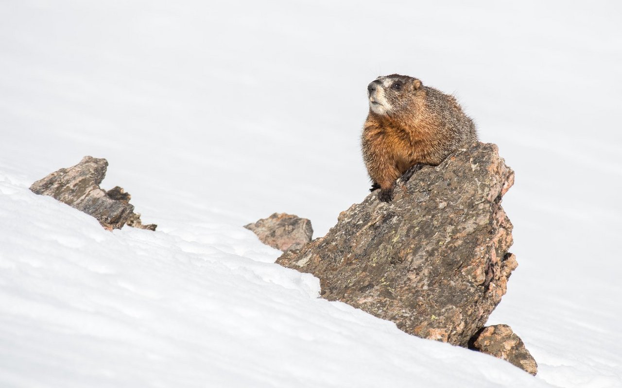 Murmeltiere leiden unter den Folgen des Klimawandels.
