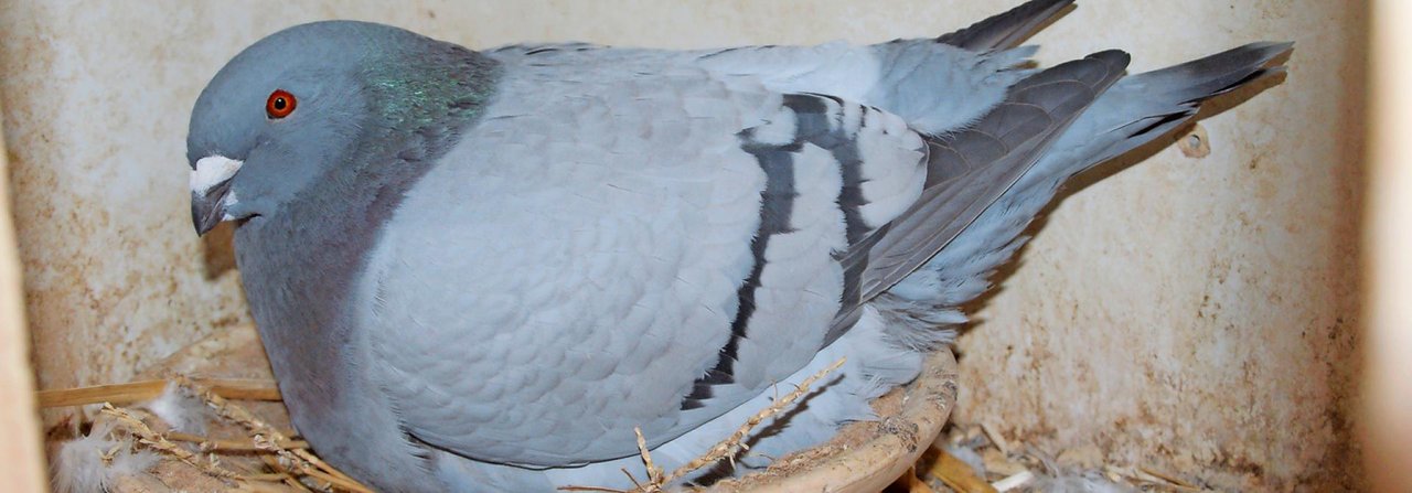 Die Tauben selber sind bei der Auswahl der richtigen Nistschale im Gegensatz zu den Züchtern nicht wählerisch.