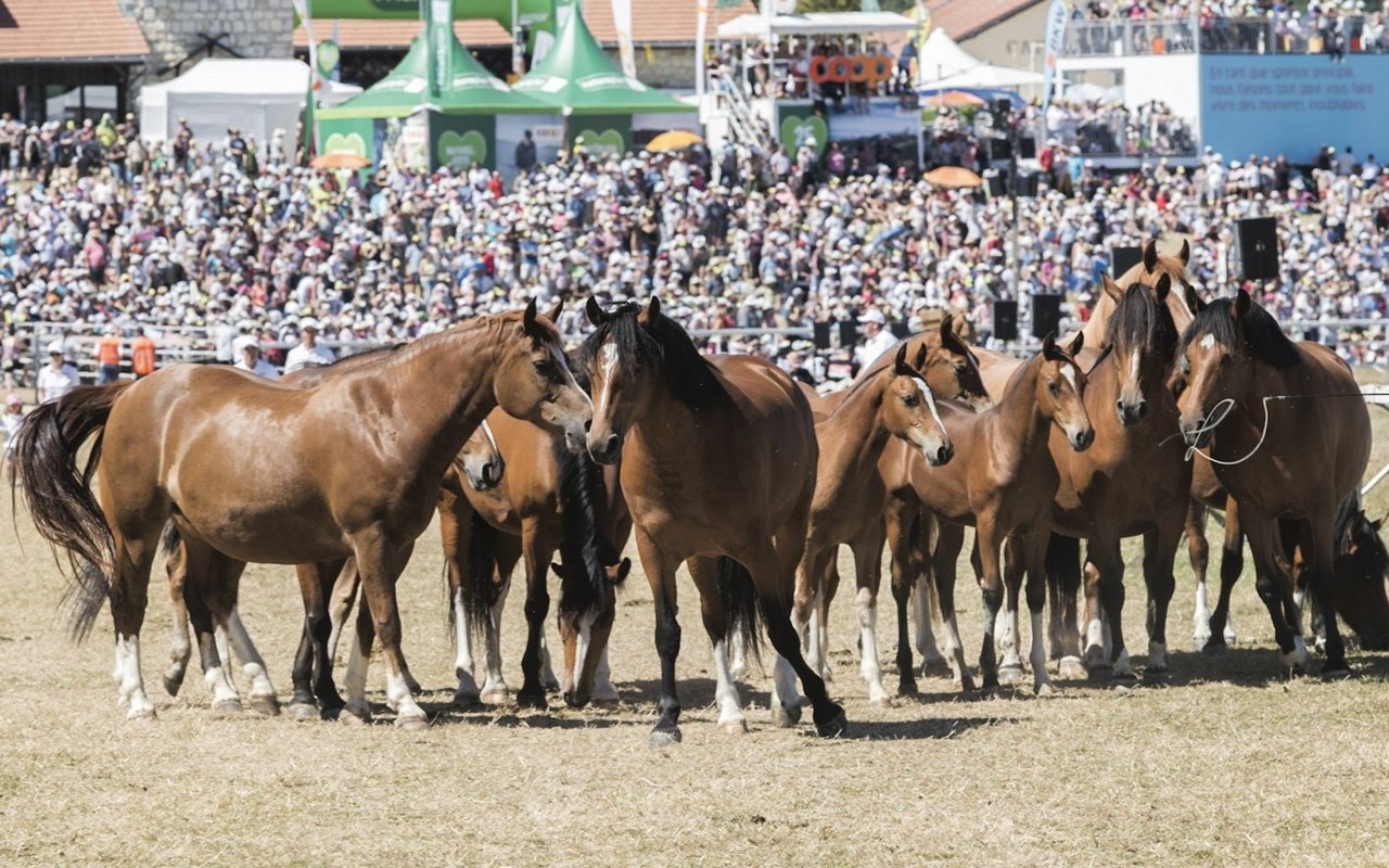 Der Freiberger gilt als der heimliche Star des Marché-Concours.