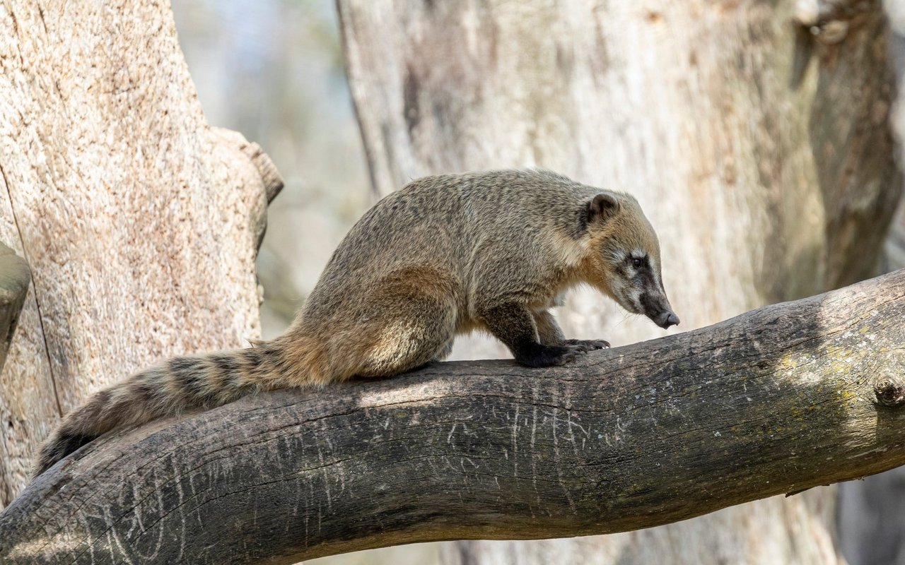 Die Kleinbär Art ist gut im Klettern und sucht in den Baumwipfeln nach Nahrung.