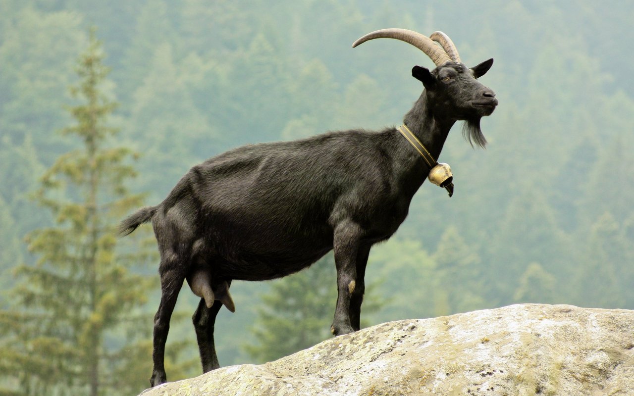 Die schwarze, grosse Ziege sticht in den Ziegenherden des Tessins heraus. 