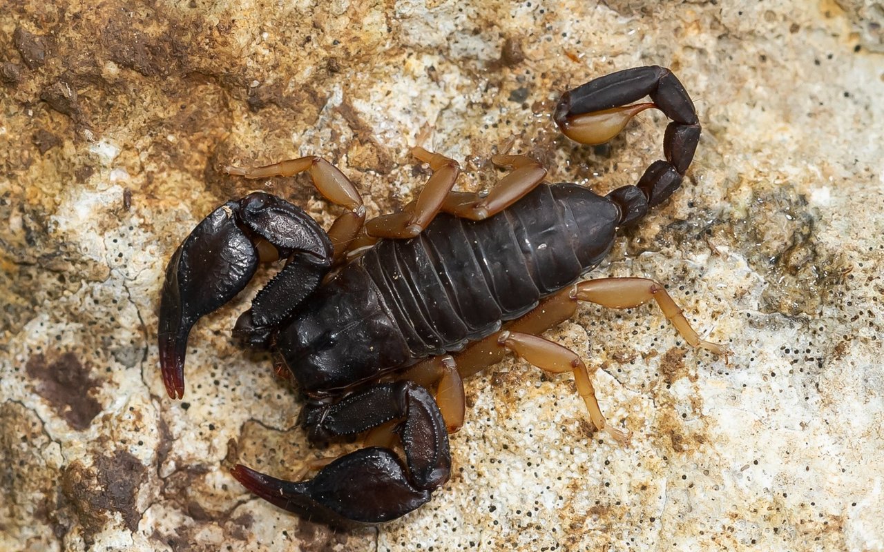 Ursprünglich stammt der Euscorpius flavicaudis aus dem westlichen Mittelmeerraum.