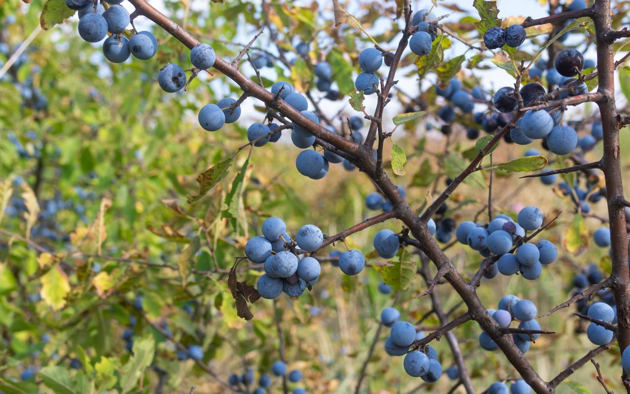 Neben den Früchten sind traditionellerweise auch Blüten und die Rinde des Schlehdorns als Heilmittel im Einsatz. 