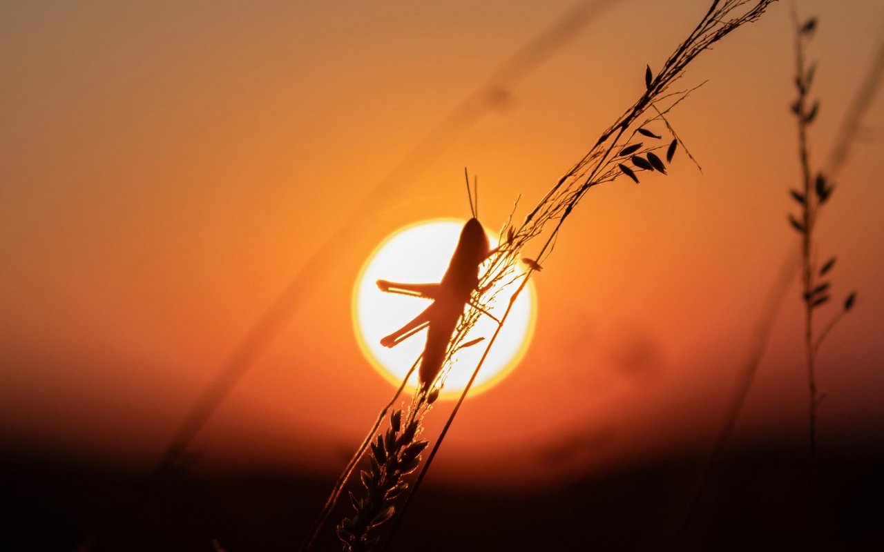 Mit dem Sonnenuntergang klingt das Konzert vieler Grashüpfer aus – dann übernehmen Grillen und Heupferde.