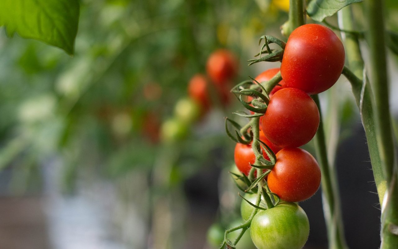In der Schweiz werden Tomaten vor allem in Gewächshäusern gezogen – was nicht immer gut für die Umweltbilanz ist.