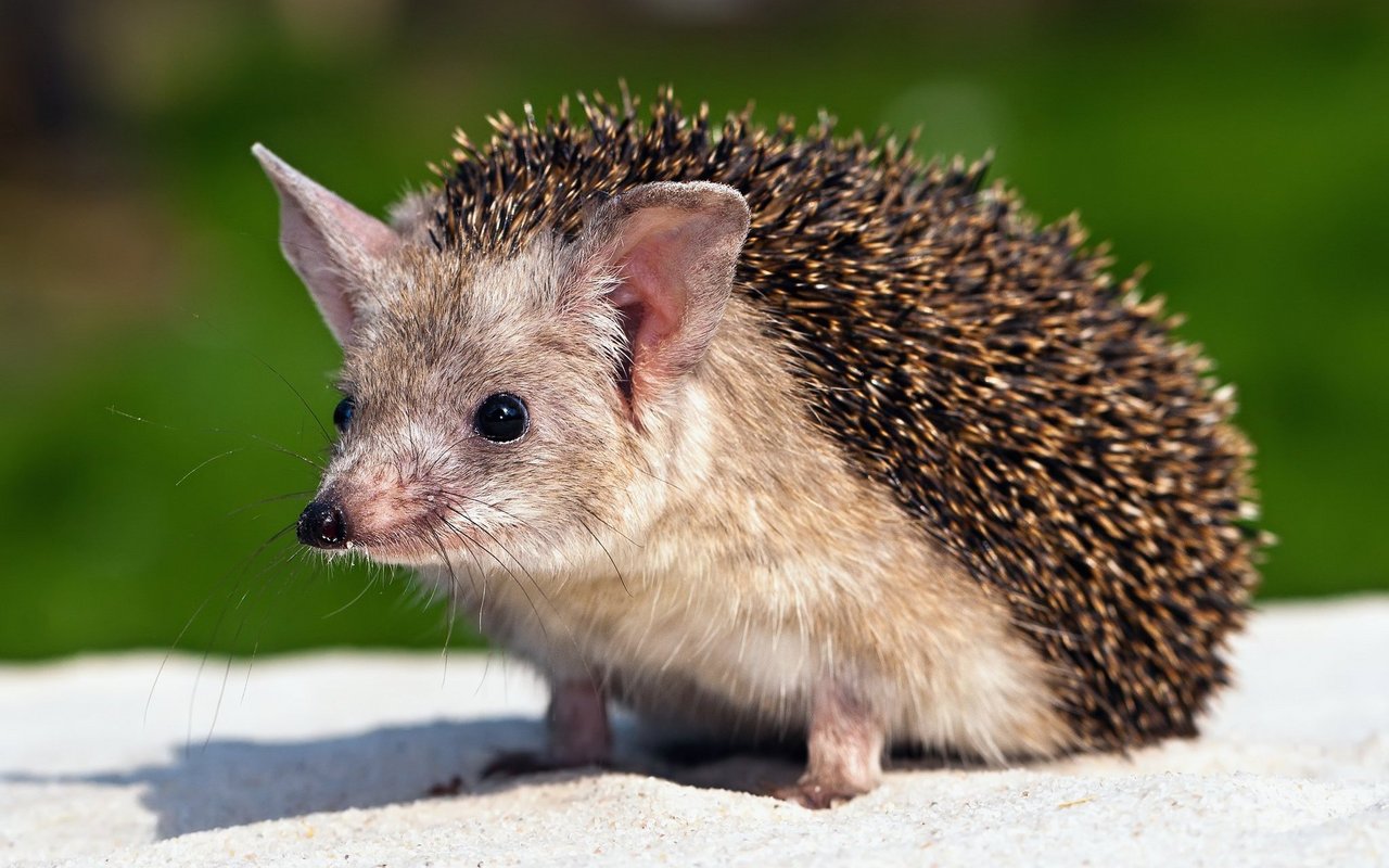 Wie andere Igel ist auch der Langohrigel ein Allesfresser