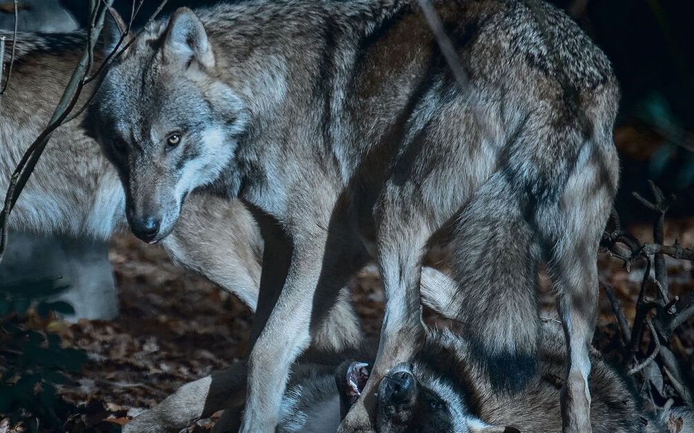 Scharfe Augen, ausgezeichnetes Gehör: Der Wolf ist auch nach Sonnenuntergang ein exzellenter Jäger. 