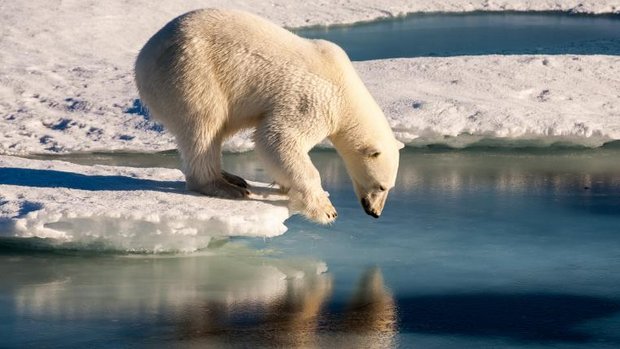 Eisbär trinkt Wasser