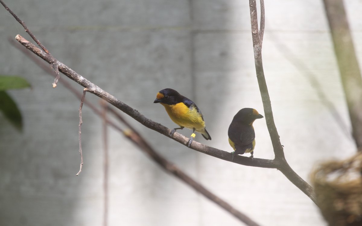 Veilchenorganisten haben sich schon gut im neuen Gebäude eingelebt, das einen Ausschnitt aus der südamerikanischen Vegetation und Vogelfauna zeigt. 