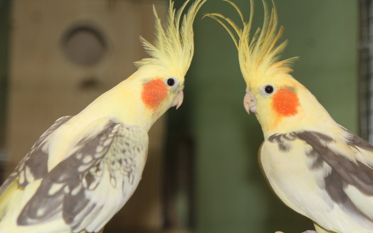Nymphensittiche sind soziale Vögel und müssen auch per Gesetz zu zweit gehalten werden.