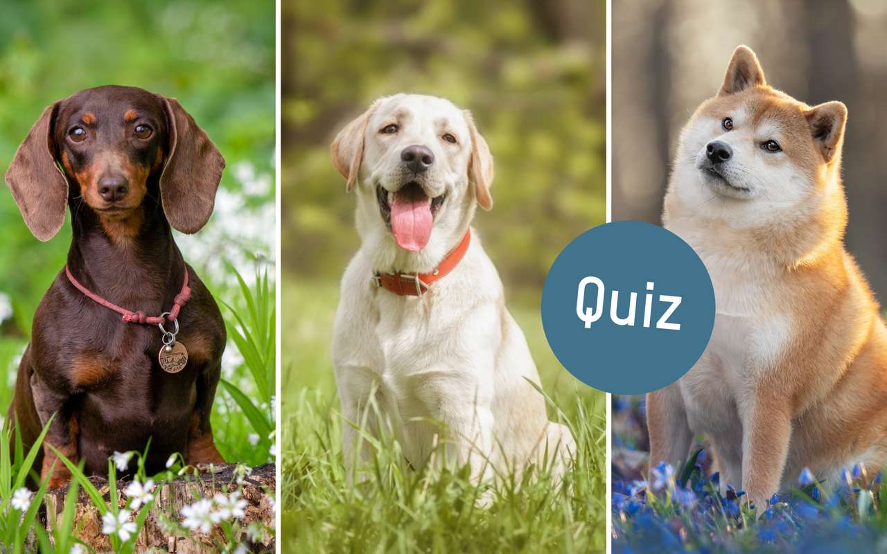 Finden Sie Ihre passende Hunderasse, indem Sie dieses Quiz ausfüllen.