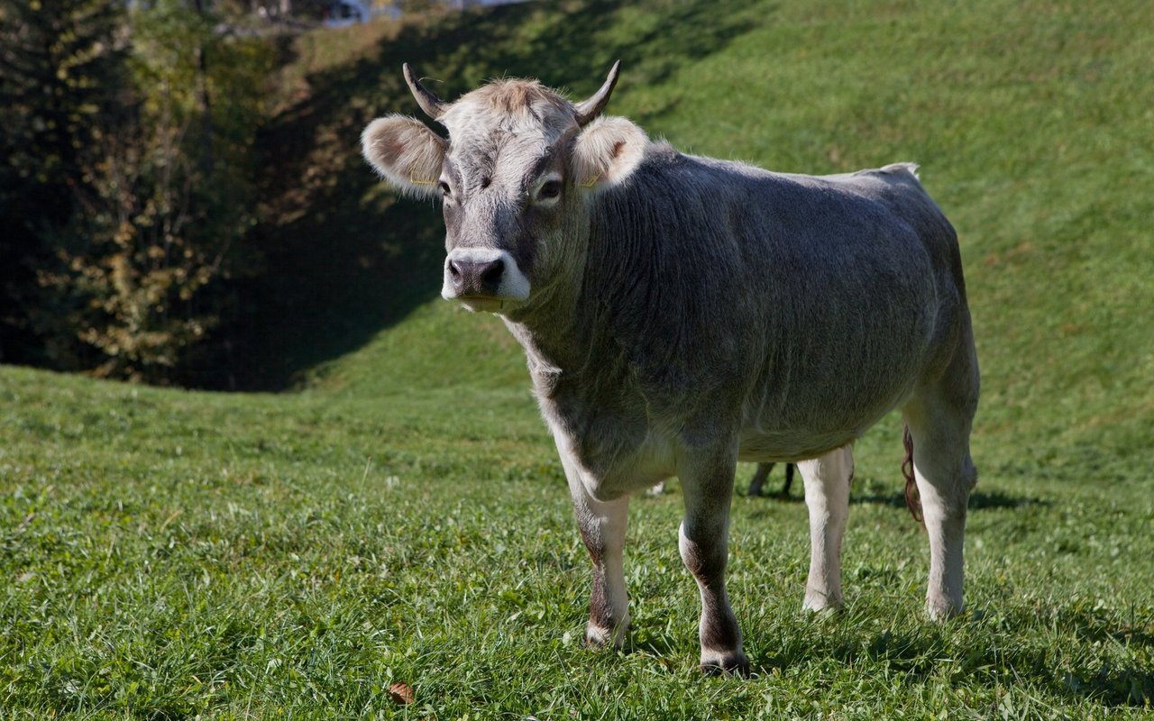 Das Rätische Grauvieh war einst weit verbreitet in den Bündner Alpen. 