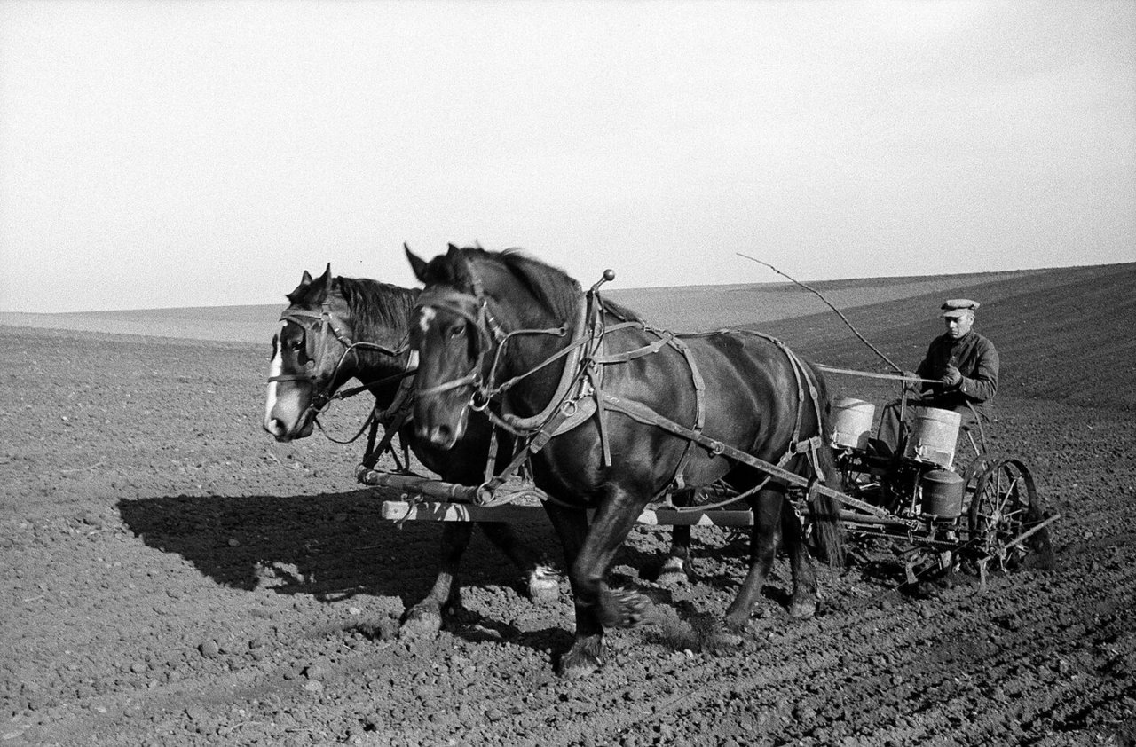 Auf dem Land wurden Pferde zum Mähen, Pflügen und Ernten angeschirrt.