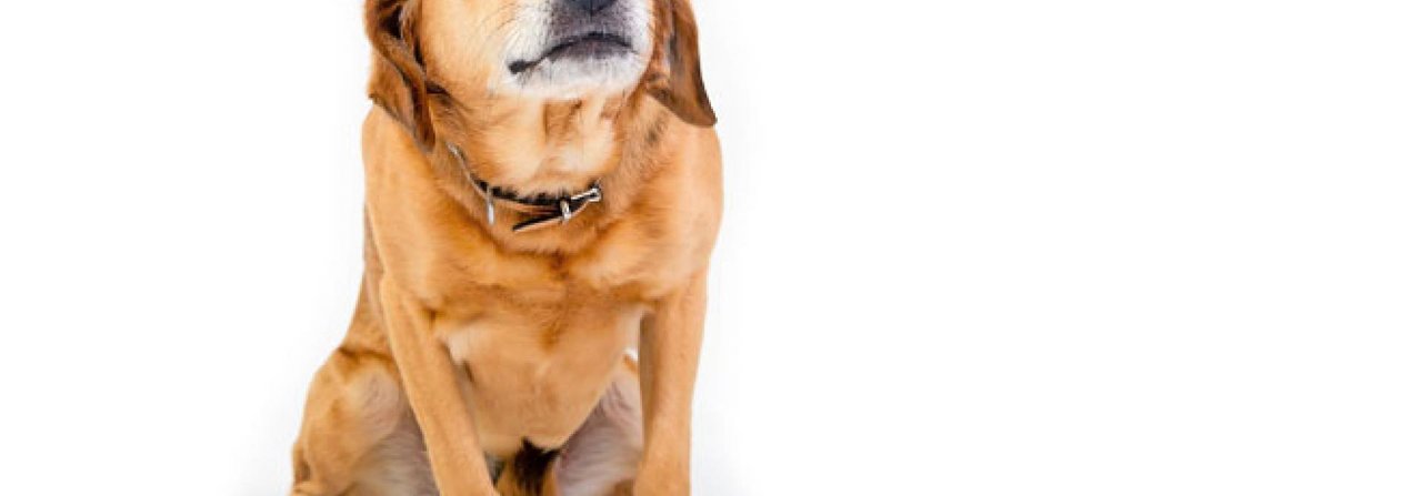 Angst kann einen Hund «erstarren» lassen.