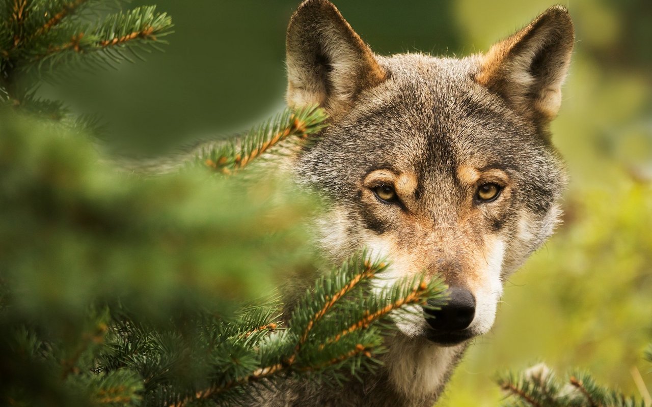 Der Wolf spaltet die Gesellschaft. Die einen lieben, die anderen fürchten ihn.