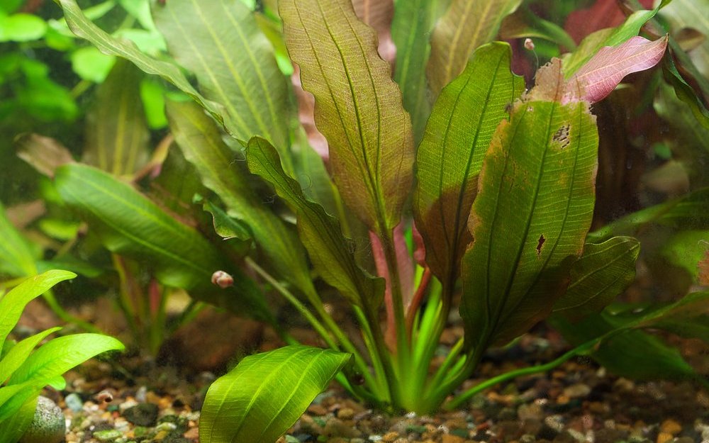 Amazonasschwertpflanzen (Echinodorus sp.) haben einen hohen Nährstoffbedarf und wachsen rasch. 