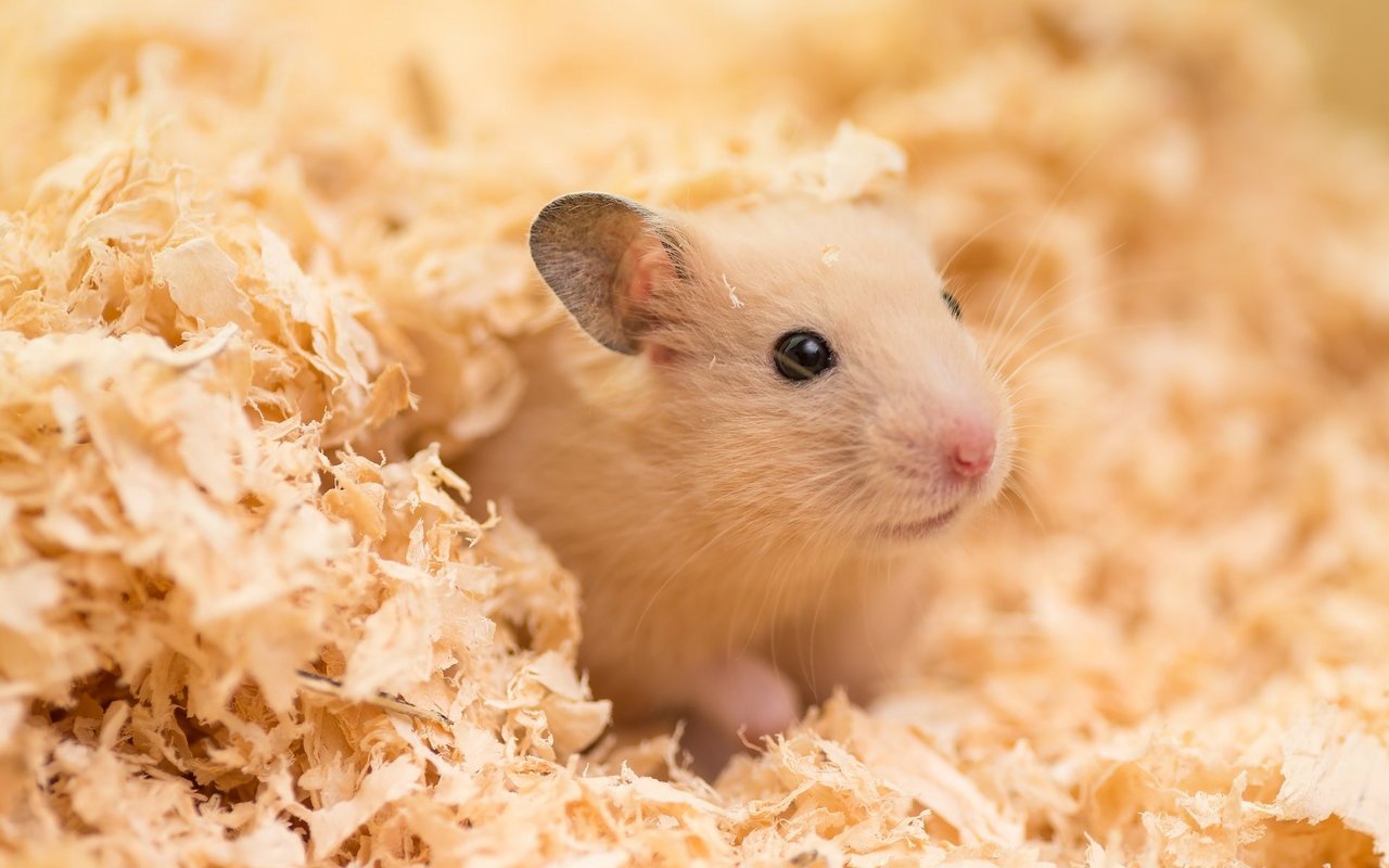 Natürlicherweise graben Goldhamster unterirdische Gänge, weshalb eine tiefe Einstreu im Gehege Pflicht ist. 