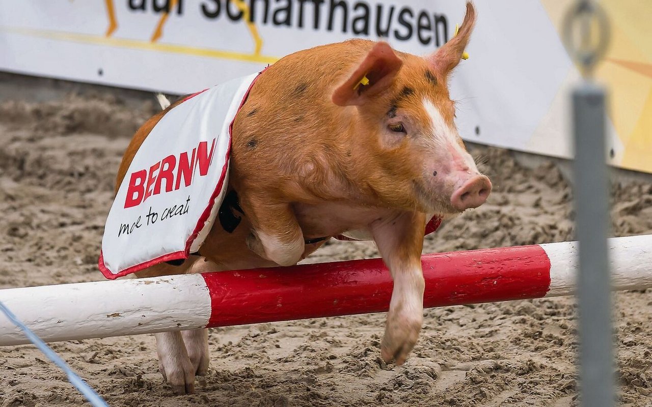 Behände nimmt das Schwein auch die kleine Hürde.