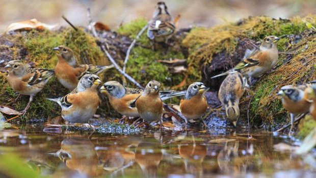 Bergfinken an Wasserstelle