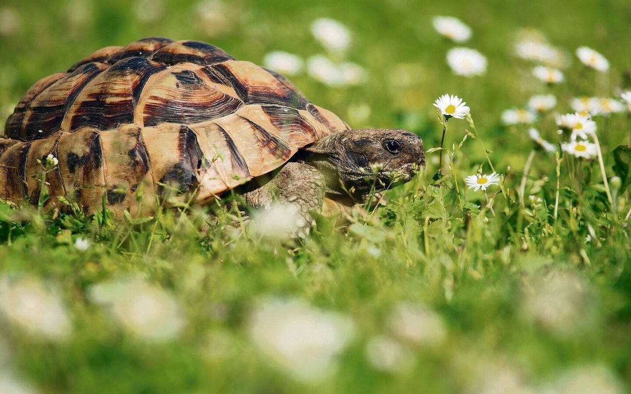 Griechische Landschildkröten werden mehr als 60 Jahre alt. 