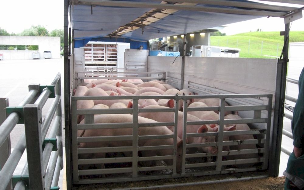 Bei den Transportkontrollen des Schweizer Tierschutzes wird beobachtet, wie Landwirte und Chauffeure mit den Tieren umgehen und begutachtet, ob die Tiere transportfähig sind und genügend Platz zur Verfügung haben.