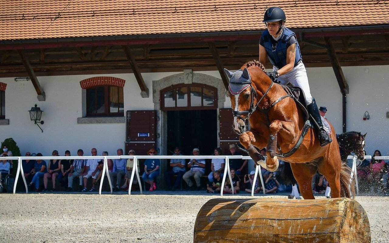 Heute ist das Pferd Begleiter im Sport und in der Freizeit, findet aber auch in der Landwirtschaft seinen Platz. Das schwere Wagenpferd ist zum agilen Sportpartner geworden, wie es am Freiberger gut ersichtlich ist.