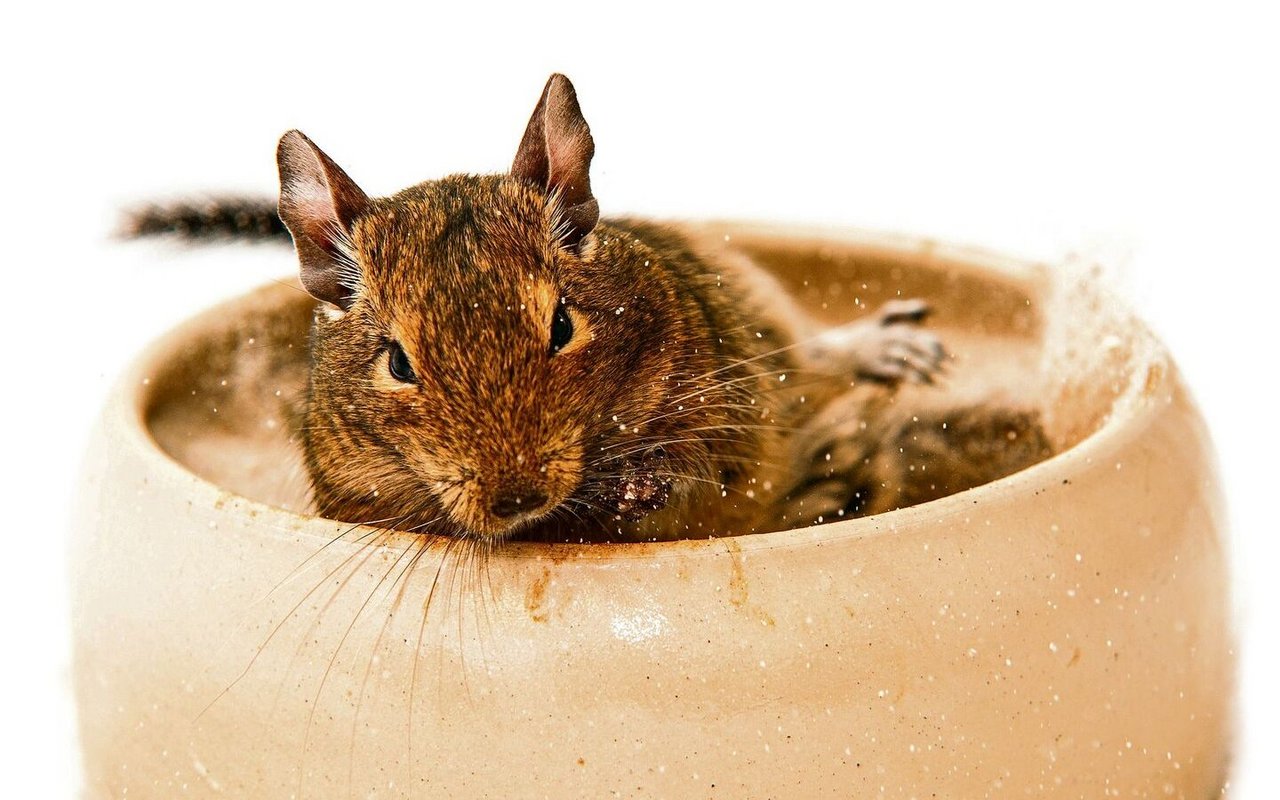  In Chile, ihrem Ursprungsland sind Degus als Schädlinge verpönt, da sie den Landwirten die Ernte zerfressen.