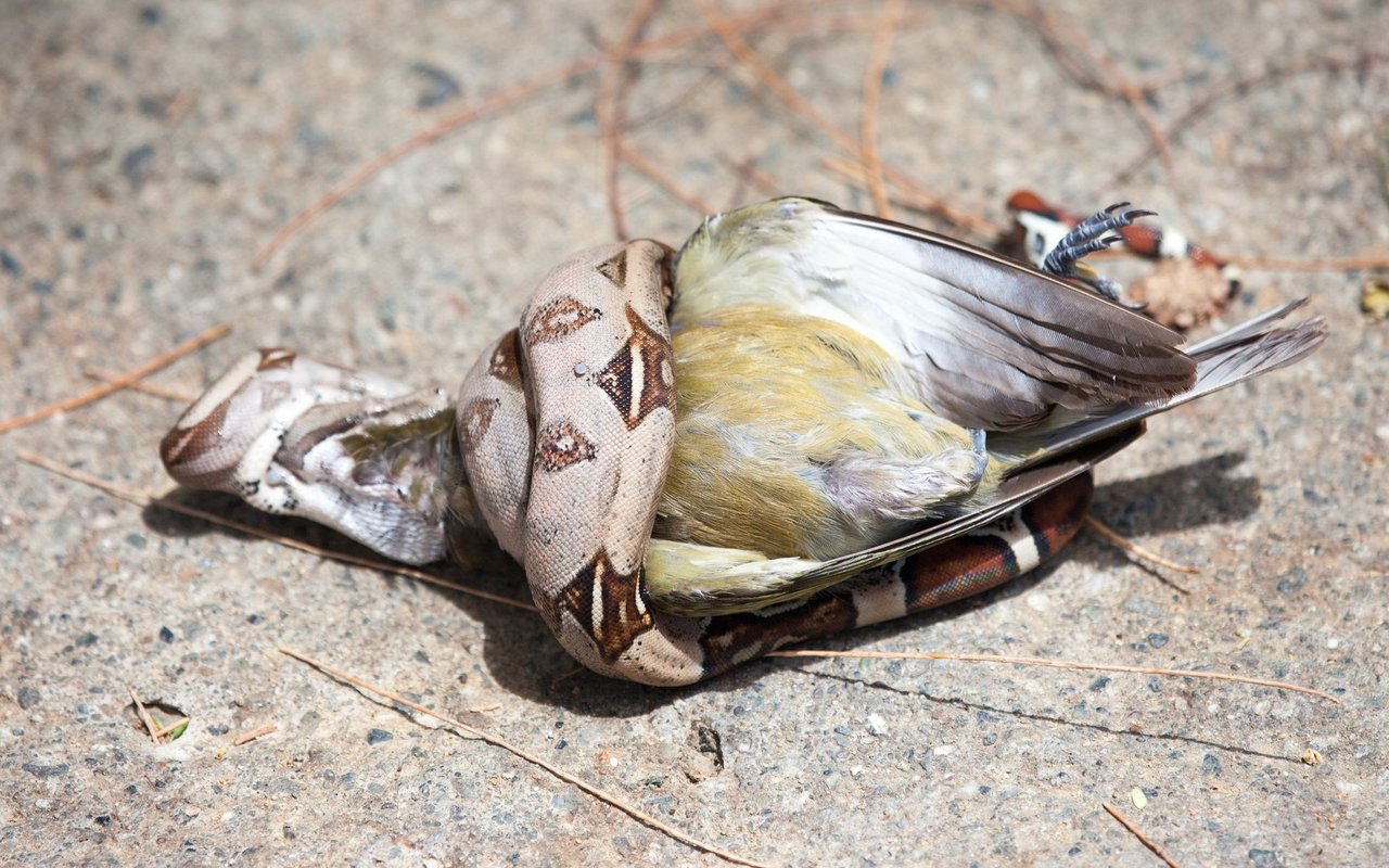 Die Boa constrictor erlegt ihre Beute per Würgegriff. 