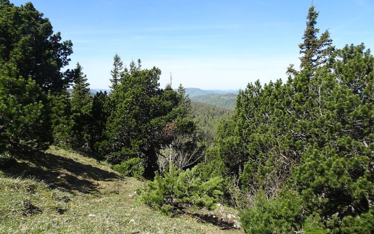 Idealer Lebensraum des Hermelins im solothurnier Jura. 