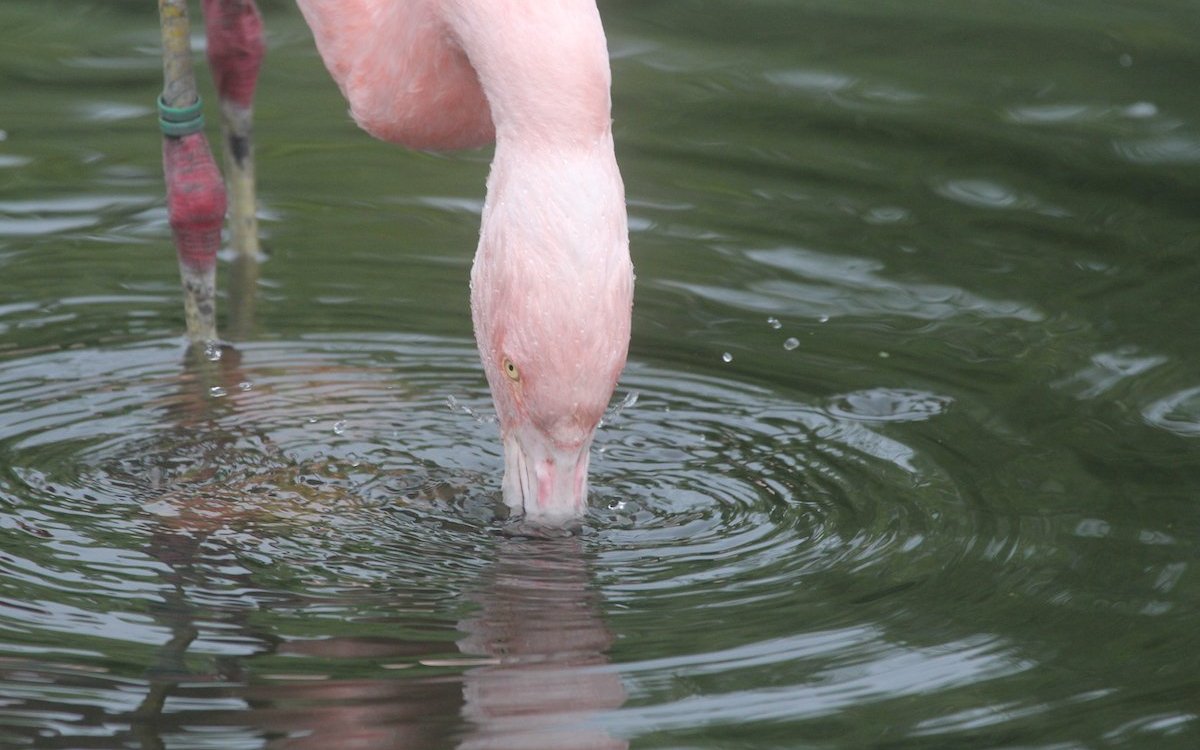 Ein Chileflamingo bei der Nahrungsaufnahme. 