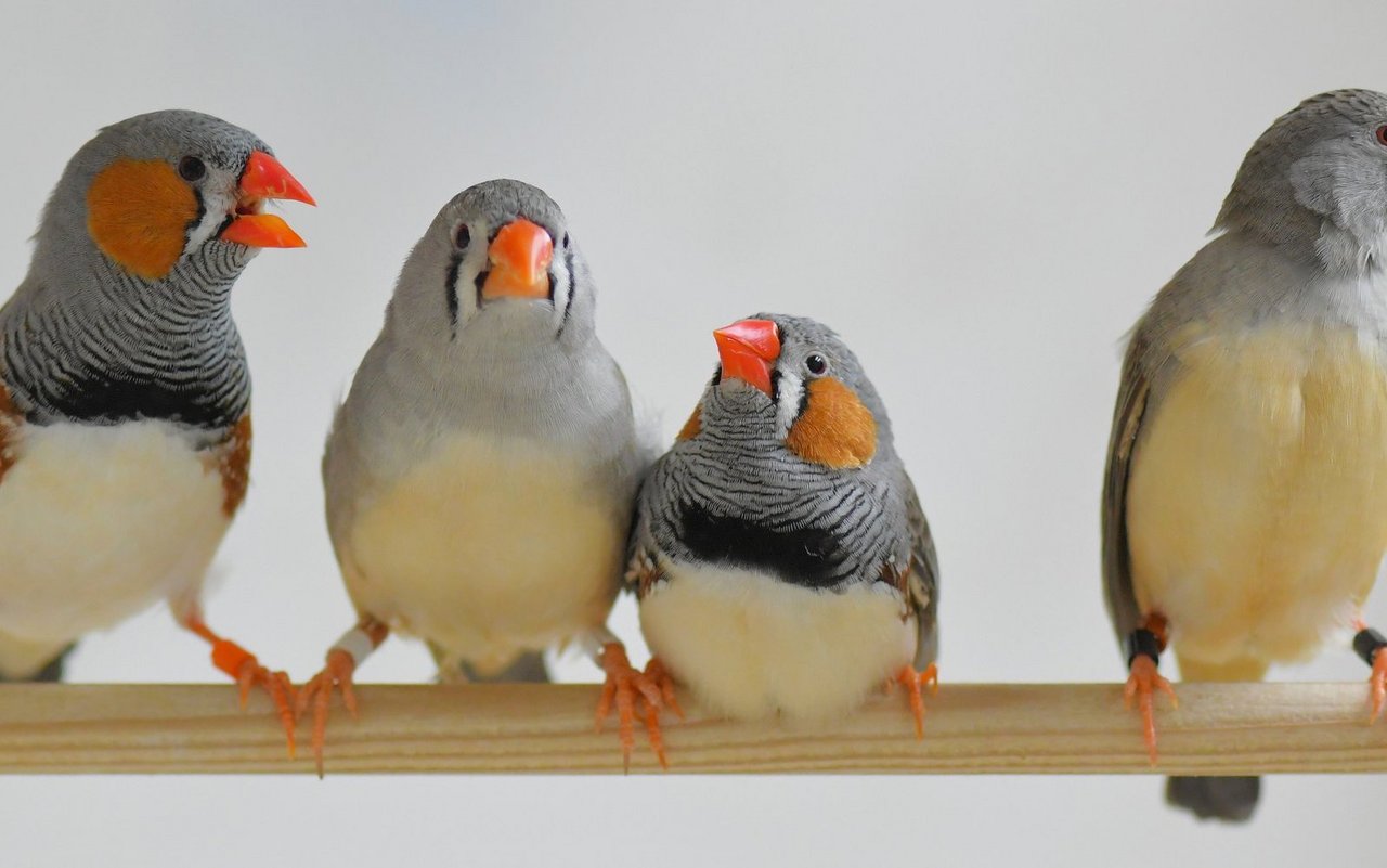 Hier sind Zebrafinken zweier Populationen abgebildet: ein Wildtyp-Paar in der Mitte (links das Weibchen, rechts das Männchen), sowie ein domestiziertes Männchen (ganz links) und Weibchen (ganz rechts). Man beachte den Größenunterschied zwischen wilden und domestizierten Vögeln.