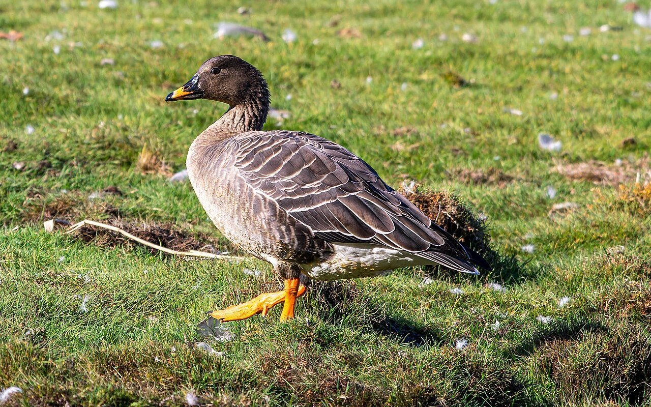 Wald-/Tundrasaatgans