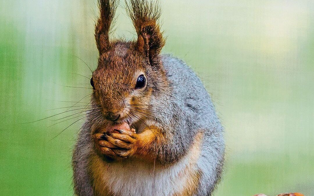 Eichhörnchen finden nicht immer alle Nüsse und Eicheln wieder. 