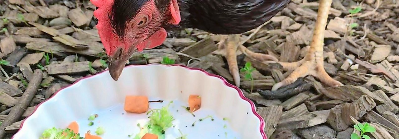 Hühner können nicht kauen. Sie verschlingen das Futter als Ganzes, weshalb die Stücke nicht zu gross sein sollten.