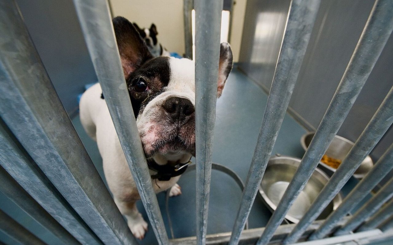 Im Tierheim werden viele Hunde aufgenommen, die unüberlegt angeschafft wurden.