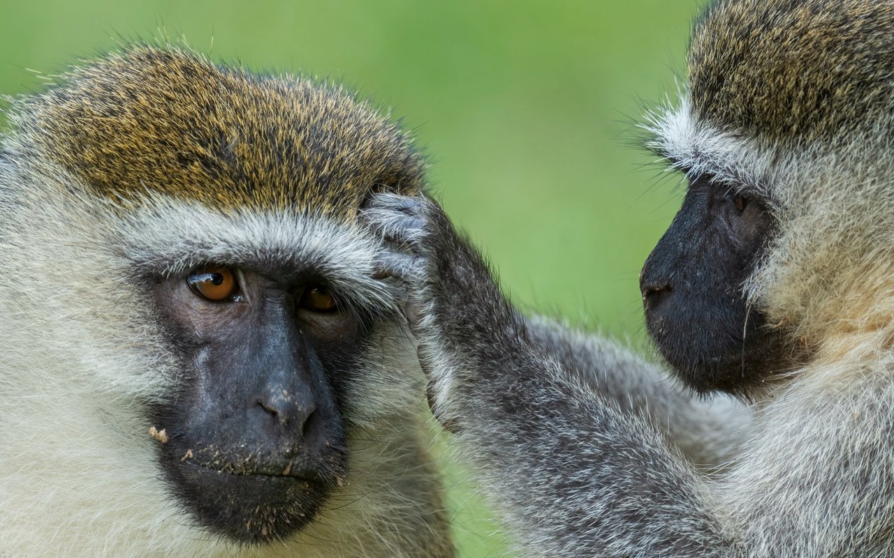Obwohl das Virus nach den Affen benannt ist, sind die Tiere nicht natürliche Träger der Krankheit. 