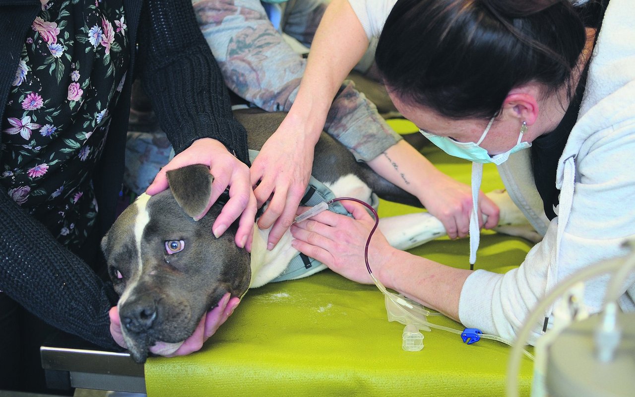 Wenn Vierbeiner Artgenossen retten: Blutspenden bei Hunden werden effizient und schmerzarm gehandhabt. Sie dauern rund eine halbe Stunde und manche Hunde zucken nicht mal beim Einstich. 