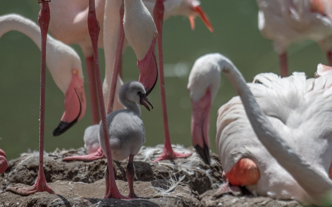 Die kleinen Flamingos werden von den Elterntieren umsorgt. 